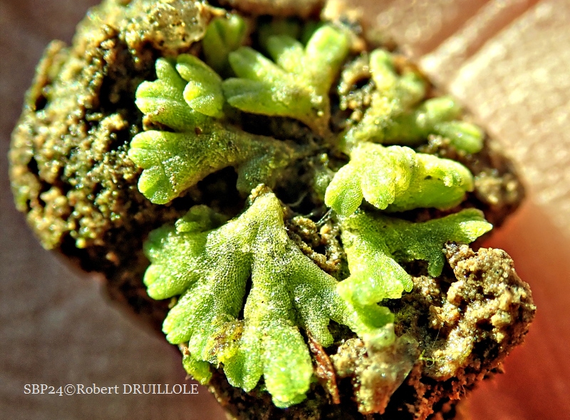 Riccia sorocarpa Riccia sorocarpa Bisch., 1835.
Hépatique à thalle de 2 cm de diamètre environ, de couleur verte.
Espèce des terres arables et sols dénudés assez commune.
(Douchapt - 24)
https://inpn.mnhn.fr/espece/cd_nom/6230