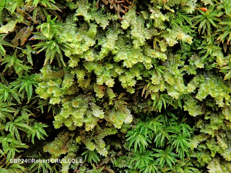 Diplophyllum albicans. Diplophyllum albicans (L.) Dumort., 1835.
Hépatique assez grande de plusieurs cm de long et 3,5 mm de large, de couleur verte ou brune avec des feuilles arrondies possédant une bande décolorée au milieu de chaque lobe.
Pousse sur supports acides, plutôt sur rochers, quelquefois sur les souches ou la base des troncs d'arbres vivants.
https://inpn.mnhn.fr/espece/cd_nom/6505
http://bryologia.gallica.free.fr/consulte-espece.php?mc=&m=on&fm=&h=on&fh=&ap=on&um=on&ma=taxon&cdnom=6505&cdnomRetour=6505&p=2
