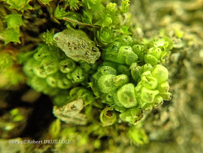 Sphaerocarpos sp. Il existe 2 espèces de Sphaerocarpos qui ne peuvent être déterminées qu'au microscope (S. texanus et S. michelii).
Ces organismes forment des petits tas de globules sphériques vert pâle.
On les trouve sur la terre tassée, les coins de jardins abandonnés sur substrat calcaire ou neutre.
Peu observés du fait de leur taille minuscule.
(Chateau de Commarque - 24)