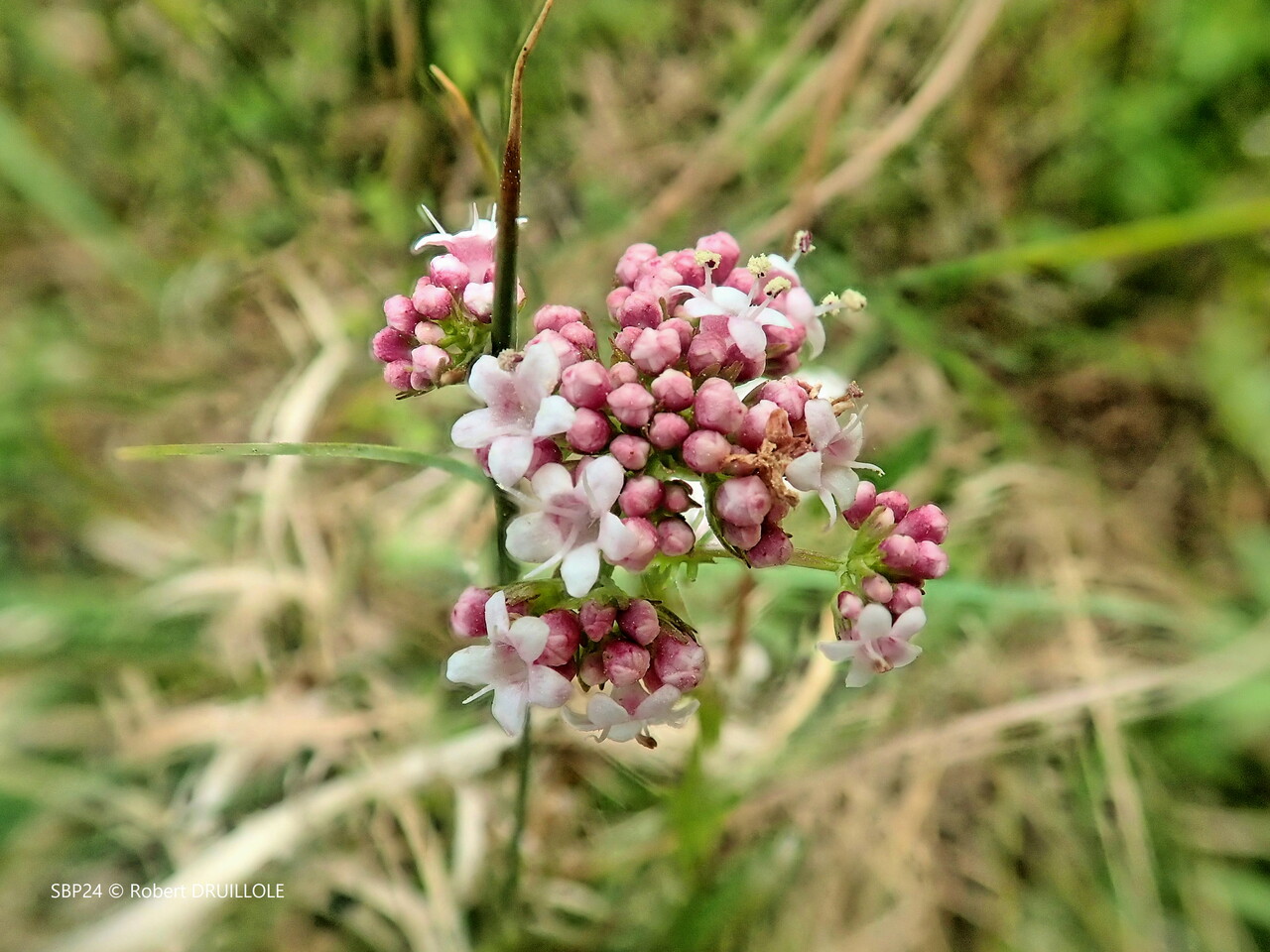 VALÉRIANE DIOÏQUE - Assez rare Famille des Caprifoliacées - (Valeriana dioica L., 1753).
Plante herbacée vivace formant des touffes.
Feuilles de la base entières-ovales, celles de la tige lyrées ou découpées en segments..
Fleurs rose clair ou blanches à 5 pétales soudés. Inflorescence en corymbe terminal.
Plante hygrophile, sols alcalins, tourbeux, marécageux.
Brouchaud (24) - 1 ami 2022
https://inpn.mnhn.fr/espece/cd_nom/128394