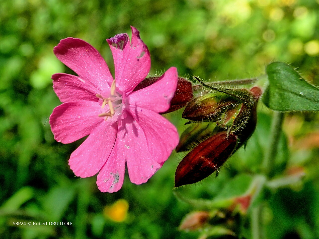 SILÈNE DIOÏQUE, COMPAGNON ROUGE Famille des Caryophyllacées - (Silene dioica (L.) Clairv., 1811) - Assez commun.
Plante vivace très velue à feuilles lancéolées ou ovales.
fleurs dioïques, pourpre foncé.
Bords de ruisseaux, bois et prairies humides, haies.
Génis (24) - 8 mai 2022
https://inpn.mnhn.fr/espece/cd_nom/123471